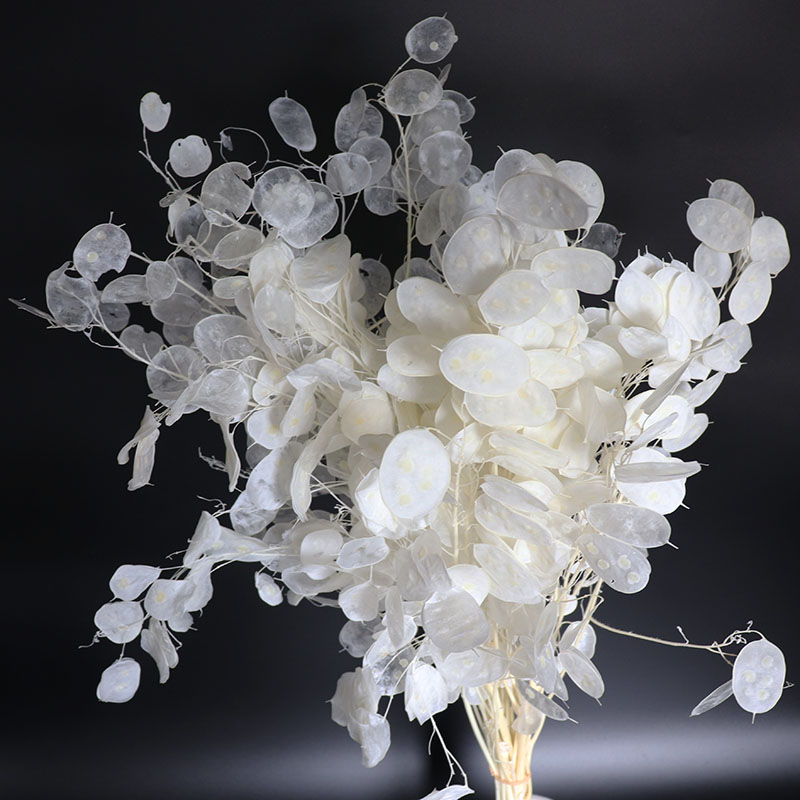 Консервированные цветы Лунирии – обзор и цена Eucalyptus Preserved