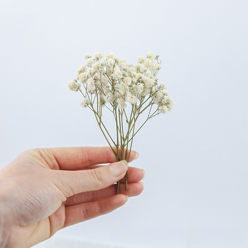 50 шт. натуральных сухих цвето – обзор и цена Florist Supply Vases